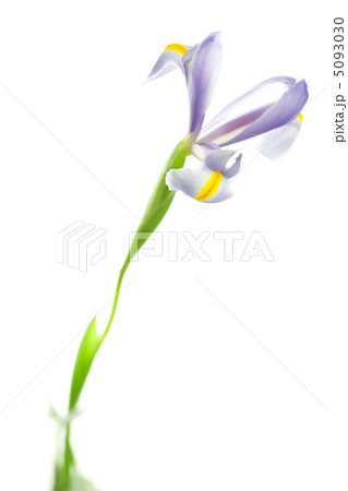 Iris isolated on white 5093030