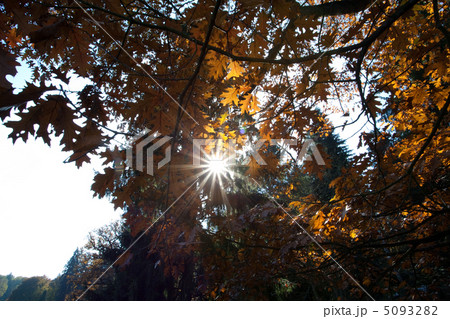sun streaming through the tree crown sun streaming through the tree crown 5093282