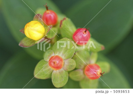ヒペリカムの蕾と実 ヒペリカムの蕾と実 5093653