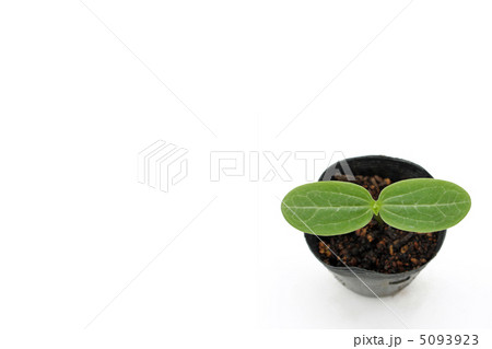 ヘチマの苗 5093923