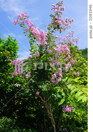 サルスベリ 5093946