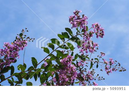 サルスベリ 5093951