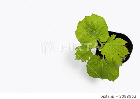 ゴーヤーの苗 ゴーヤーの苗 5093952