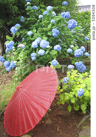 蛇の目傘と紫陽花 蛇の目傘と紫陽花 5094308