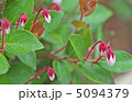 アカモノ　尾瀬　沼山峠 5094379