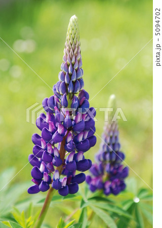 ルピナスの花咲く　白樺湖 5094702