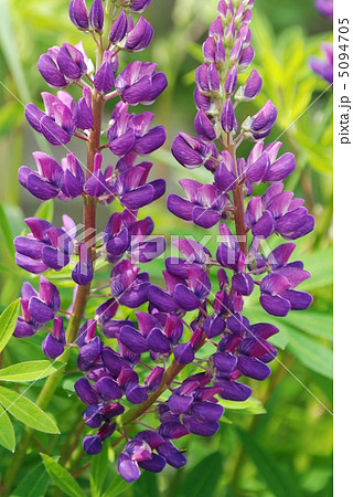 白樺湖畔にルピナスの花咲く　　６月 5094705