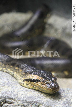 アナコンダ アナコンダ 5094716