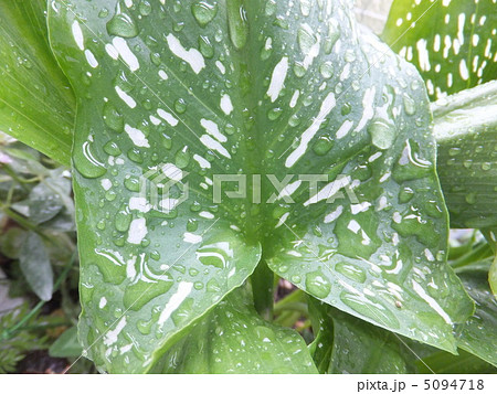 カラー カラー 5094718