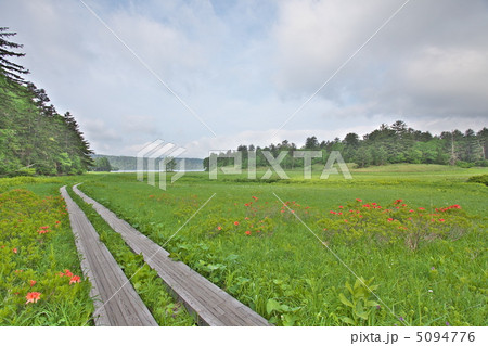 尾瀬　大江湿原 5094776