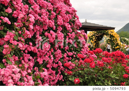 薔薇の花 5094793