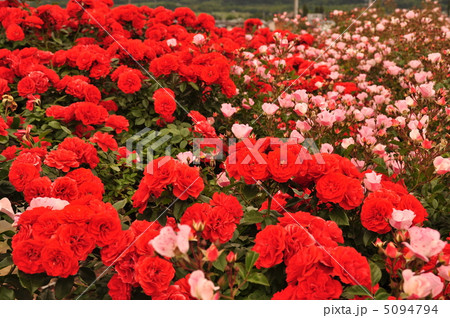 薔薇の花 5094794