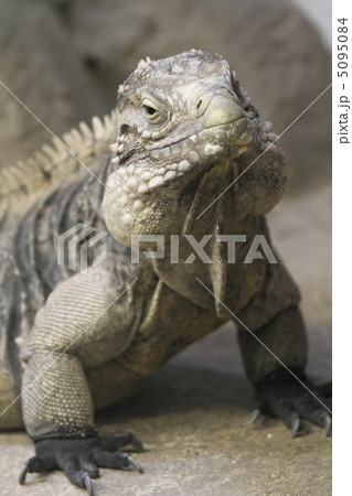 ケイマンイワイグアナ 5095084