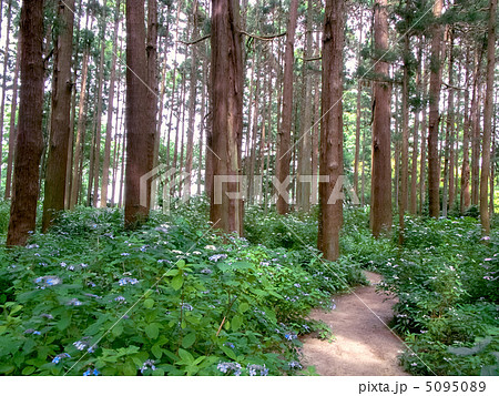 ヤマアジサイの咲く杉木立 (横カット) 5095089