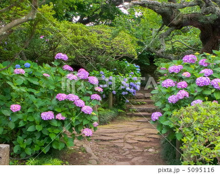 あじさいの小路 (横カット) あじさいの小路 (横カット) 5095116