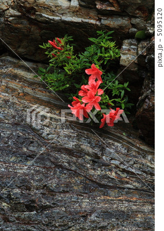 板取川の岩ツツジ 板取川の岩ツツジ 5095120