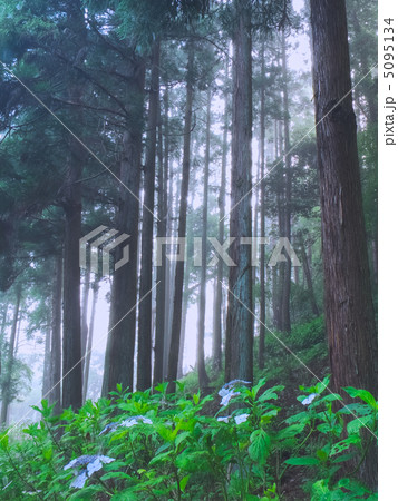 霧の木立 5095134