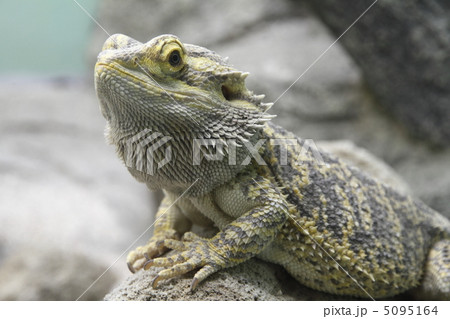 フトアゴヒゲトカゲ 5095164