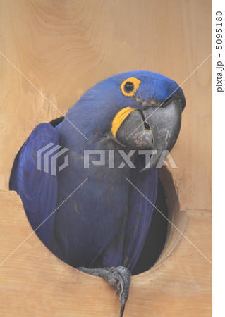 スミレコンゴウインコ 5095180