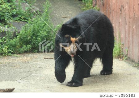 メガネグマ 5095183