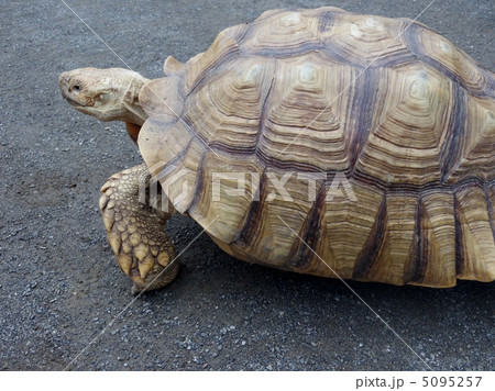 移動動物園 5095257