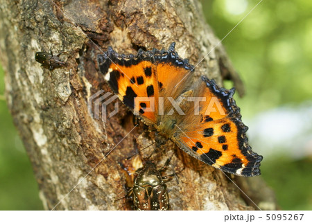 ヒオドシチョウ 5095267