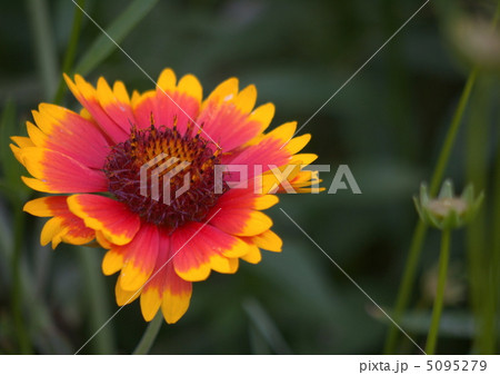 テンニンギク テンニンギク 5095279