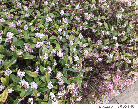 沈丁花 沈丁花 5095340