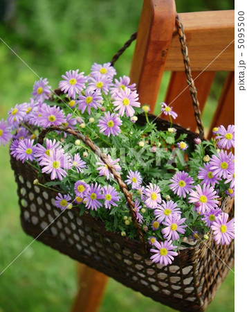 ブラキカムのハンギング風バスケット ブラキカムのハンギング風バスケット 5095500