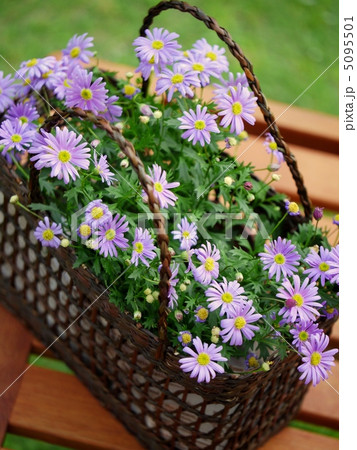 ブラキカムのバスケット 5095501