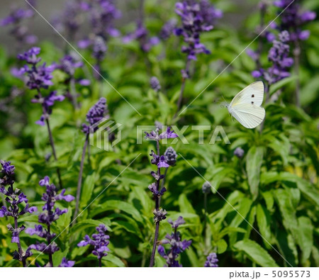 サルビアの蜜を求めて舞うモンシロチョウ 5095573