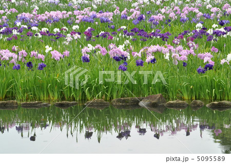 小雨降る水無月園(県立相模原公園） 5095589