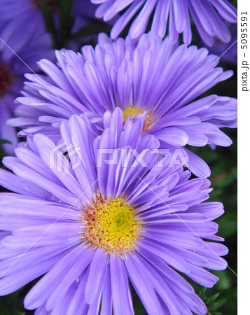 ユウゼンギク 友禅菊の写真素材