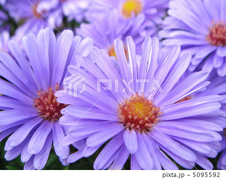 雨上がりのユウゼンギク：友禅菊 5095592