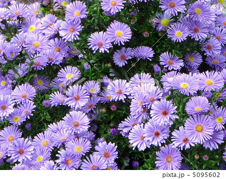 ユウゼンギク：友禅菊 5095602