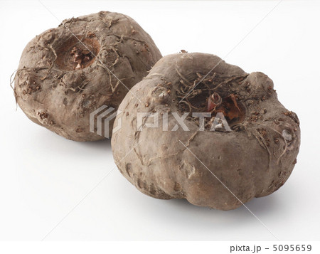 こんにゃくいも2個 こんにゃくいも2個 5095659