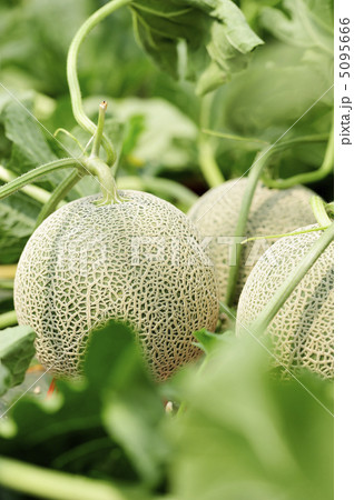 メロン 5095666
