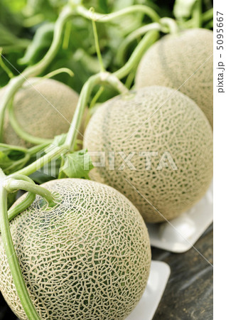 メロン 5095667