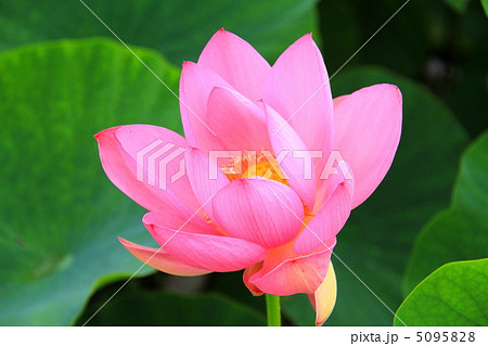 行田蓮（花）－行田市古代蓮の里にて 5095828