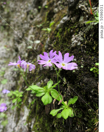 岩場や岸壁に咲くコウシンコザクラ 5096031