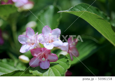 ハコネウツギ 5096158