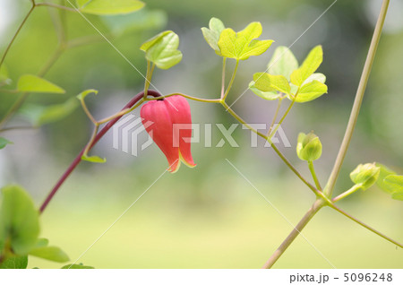 クレマチス　押切 5096248