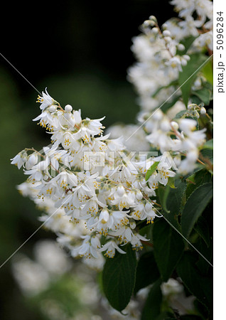 卯の花 卯の花 5096284