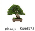 昭和記念公園盆栽苑の一位 5096378