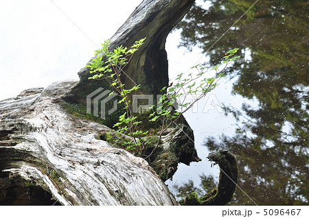 枯木に生える 枯木に生える 5096467
