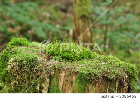 緑の苔 5096468