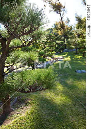 coniferous trees and rocks on a background of blue sky 5096647