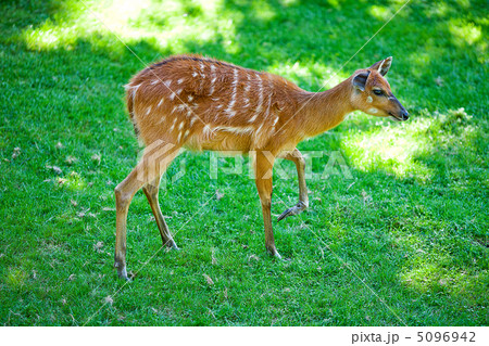 deer on the background of green grass in a zoo 5096942