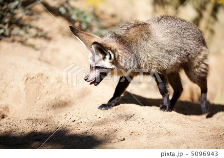 fennec fox at the zoo 5096943