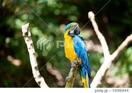 macaws in the trees at the zoo macaws in the trees at the zoo 5096944